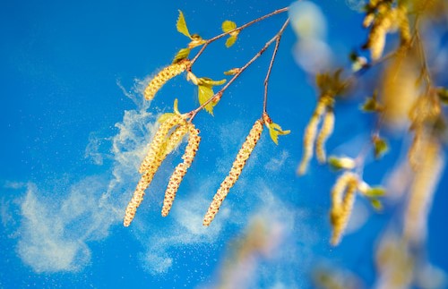 Pollen-analyse-Airsteril Pollen-mecanisme-allergie
