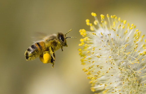 Pollen-mecanisme-allergie Pollen-analyse-Airsteril